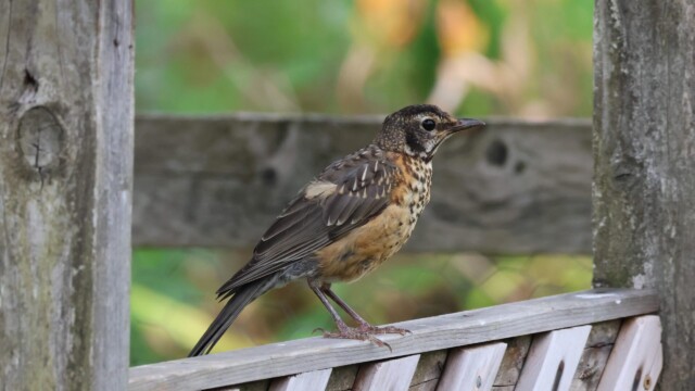 An immature robin showing off its spotty chest.