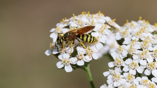 Sand Wasp on a flower.