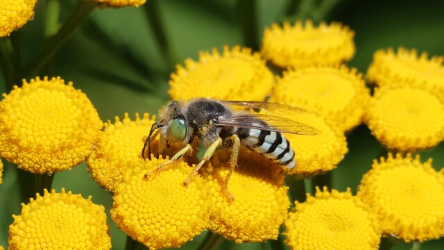 Sand wasp on a tansy.