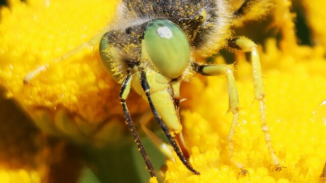 Terrifying close up of a sand wasp.
