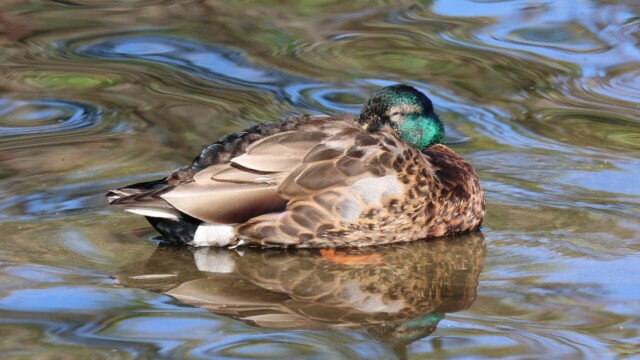 Snoozing Mallard with some of his shiny green still intact.