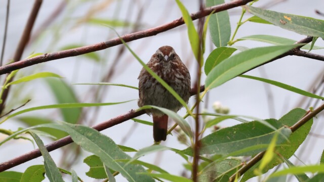 Song Sparrow stare.