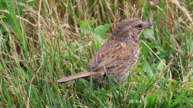 Song Sparrow in the grass, looking for bugs and such.