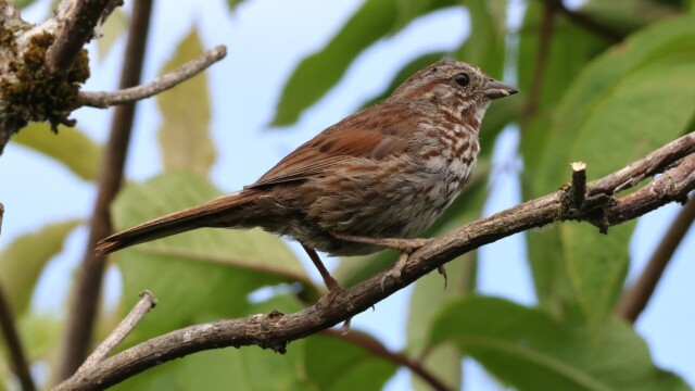 A Song sparrow perched in a tree.