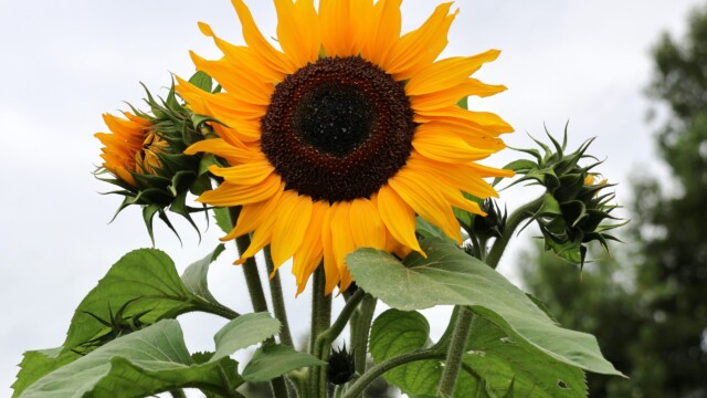 The biggest, tallest sunflower I could find.