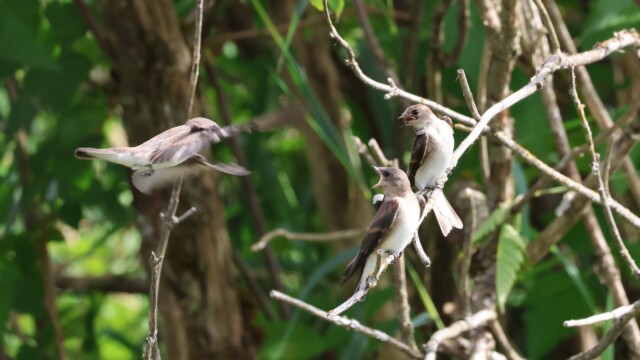 Two Rough-winged Swallows reacting to the arrival of a third.