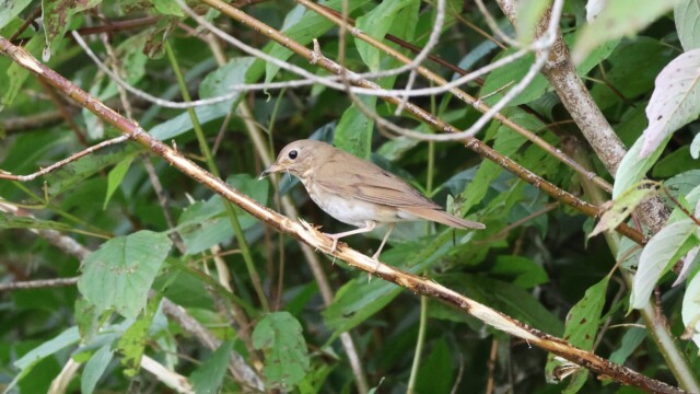 Swainson's Thrush up in a tree with a thing.