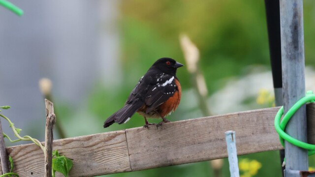 A Spotted Towhee, moments before it pooped, as one does.