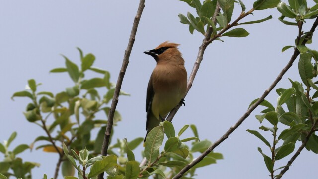 Cedar Waxwing up high.