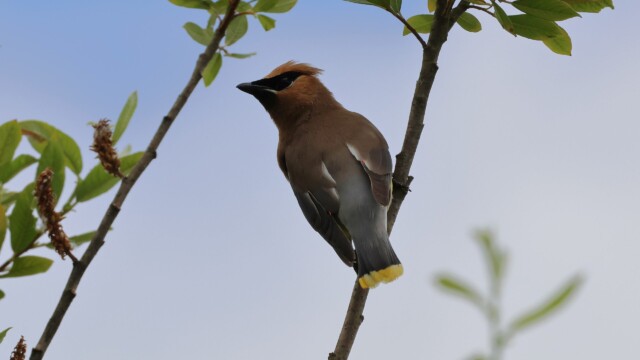 Another shot of the Cedar Waxwing.