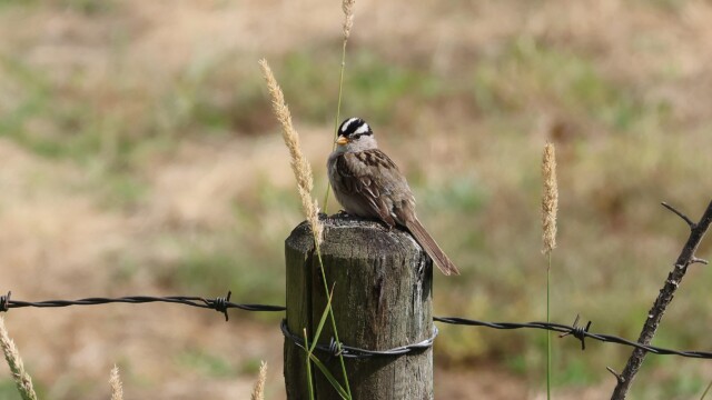 White-crowned Sparrow on a post.