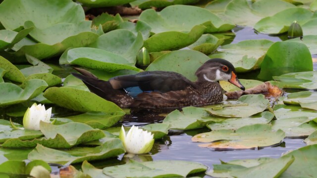 A Wood Duck in Deer Lake Brook showing a micro-mullet.