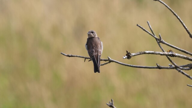 A young Rough-winged Swallow looking out.