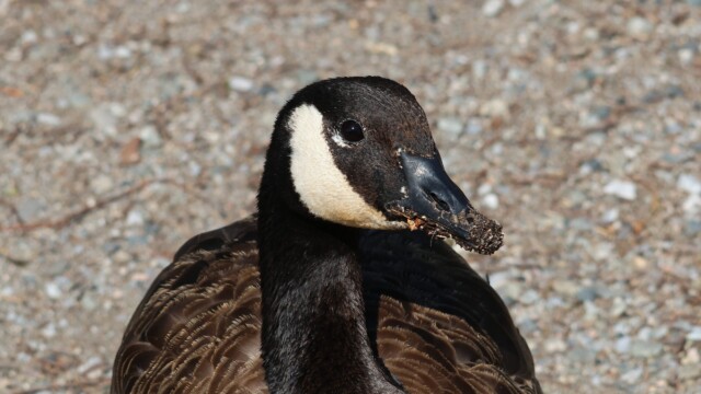 A Canada Goose eats, table manners optional.