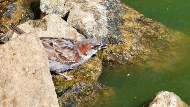 A House Sparrow drinks.