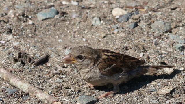House Sparrow having just gobbled a seed and wanting more.