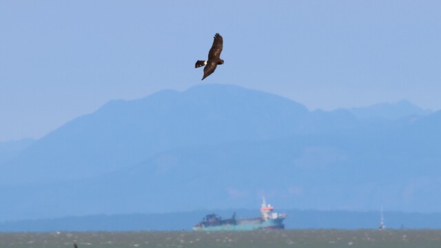 A Northern Harrier on the hunt, with the marshland, mountains, and strait in the backdrop.