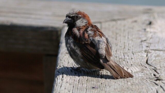 House Sparrow on a fence.
