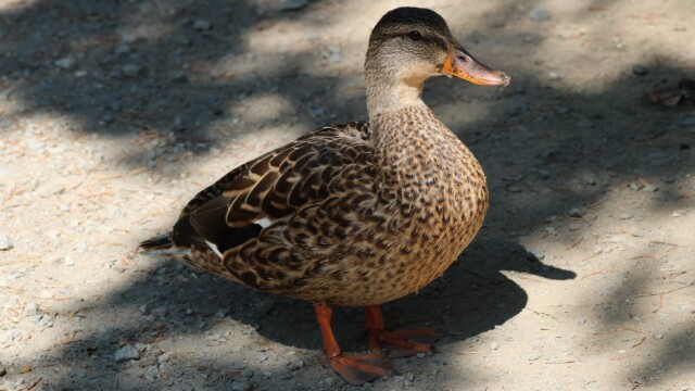 A Mallard in shadow.