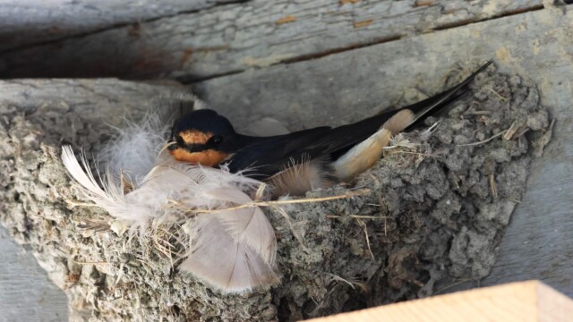 One more clutch of Barn Swallow babies before migration.