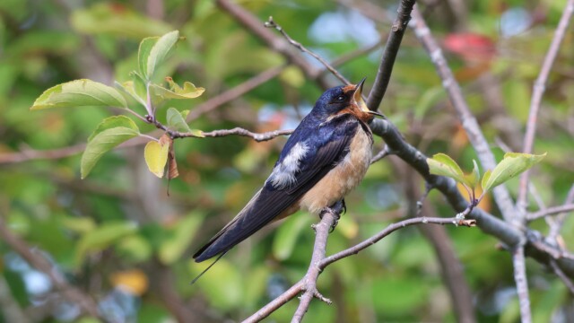 A barn swallow yawning. Or screaming? Scream yawning.