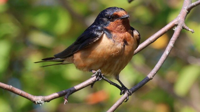 Barn Swallow sitting pretty.