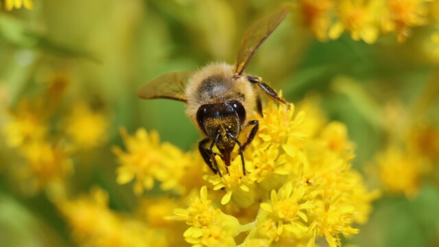 A bumblebee getting its pollen on.