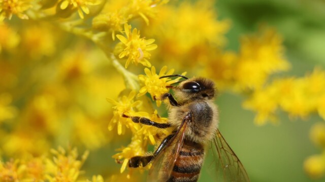 Honeybee in zany portrait format.