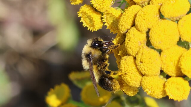 Pollen is life.