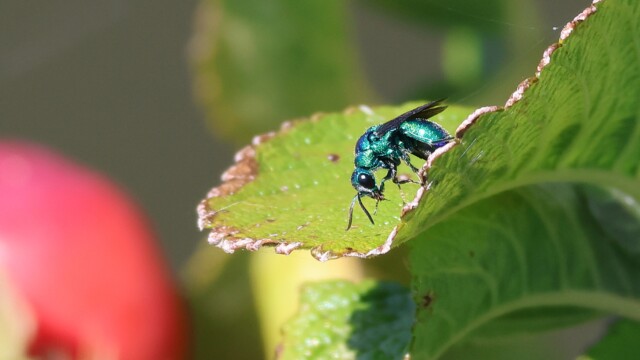 A very shiny blue wasp grooming itself.