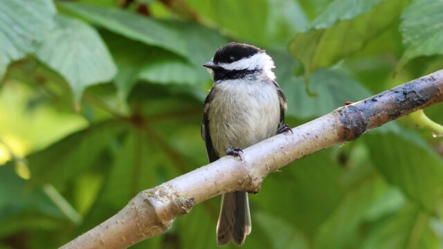 The Black-capped Chickadees are appearing more.