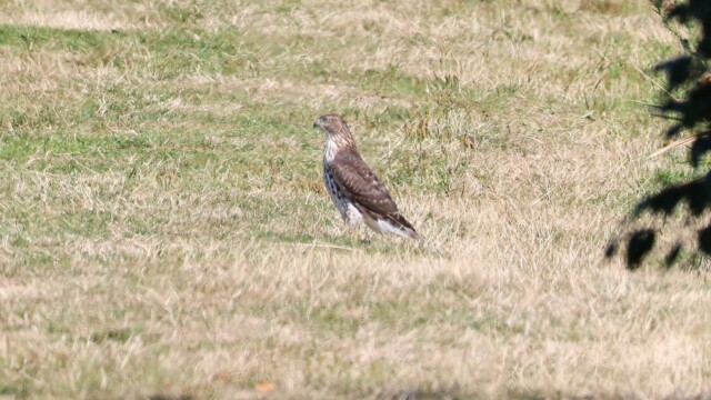 A Cooper's Hawk lands on the trail ahead of us. Very odd.
