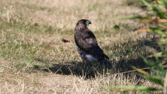 The Cooper's Hawk then sought shade. Not odd at all!