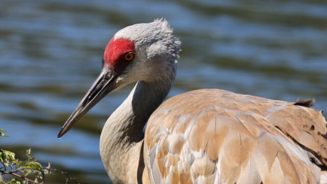 A Sandhill Crane getting its feathers ruffled by the breeze.