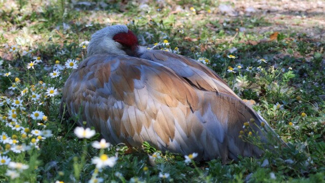 Sandhill Crane snoozing in the grass.