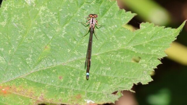 A damselfly hanging out on a leaf.