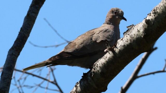 Collared Dove in a tree, its red eye shining in the sun.