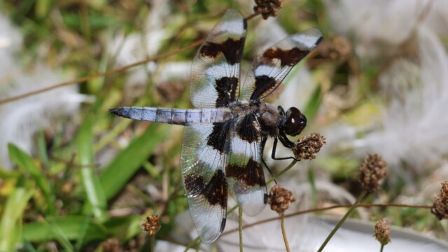 A dragonfly hanging out.