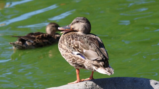 A happy (?) Mallard.