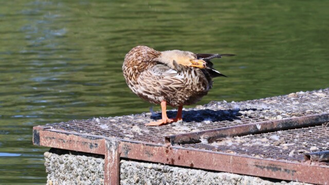 Deluxe grooming Mallard.