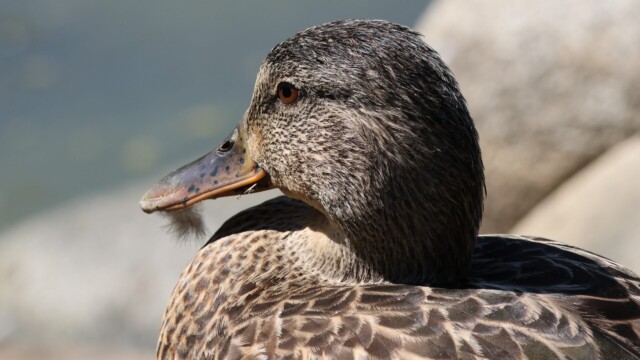 A bearded Mallard.