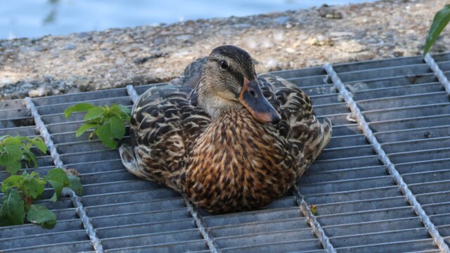 Mallard spreading out on a grate.
