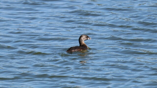 A Pied-billed Grebe plies the waters of Brydon Lagoon.