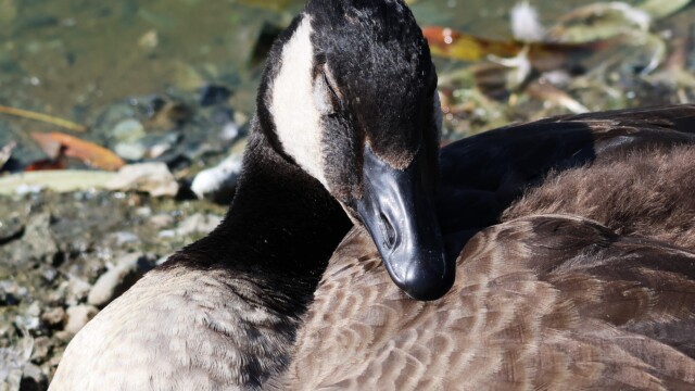A Canada Goose dreaming of…honking? Flapping? Pooping?