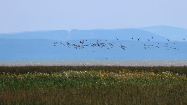 Canada Geese flying through the heat haze.