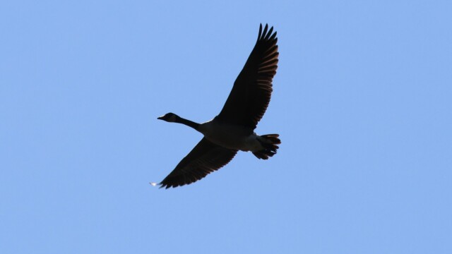 One of several geese flying overhead, caught mostly in silhouette.
