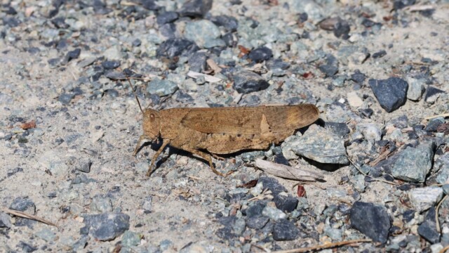 Grasshopper, great camo, wrong terrain.
