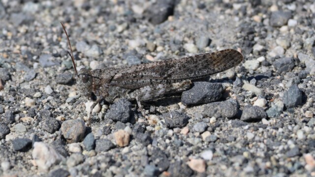 Grasshopper showing off its boss-level camo.