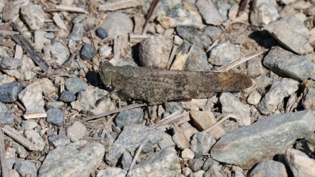 Grasshopper, great camo, better terrain.