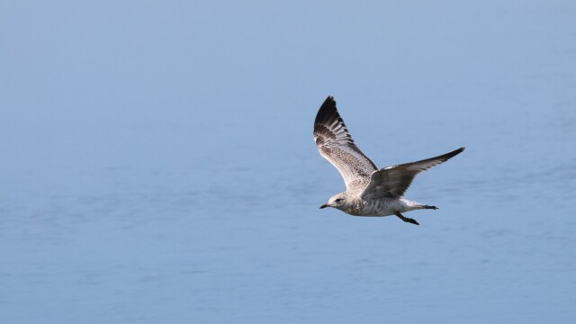 Gull flying over the fen.
